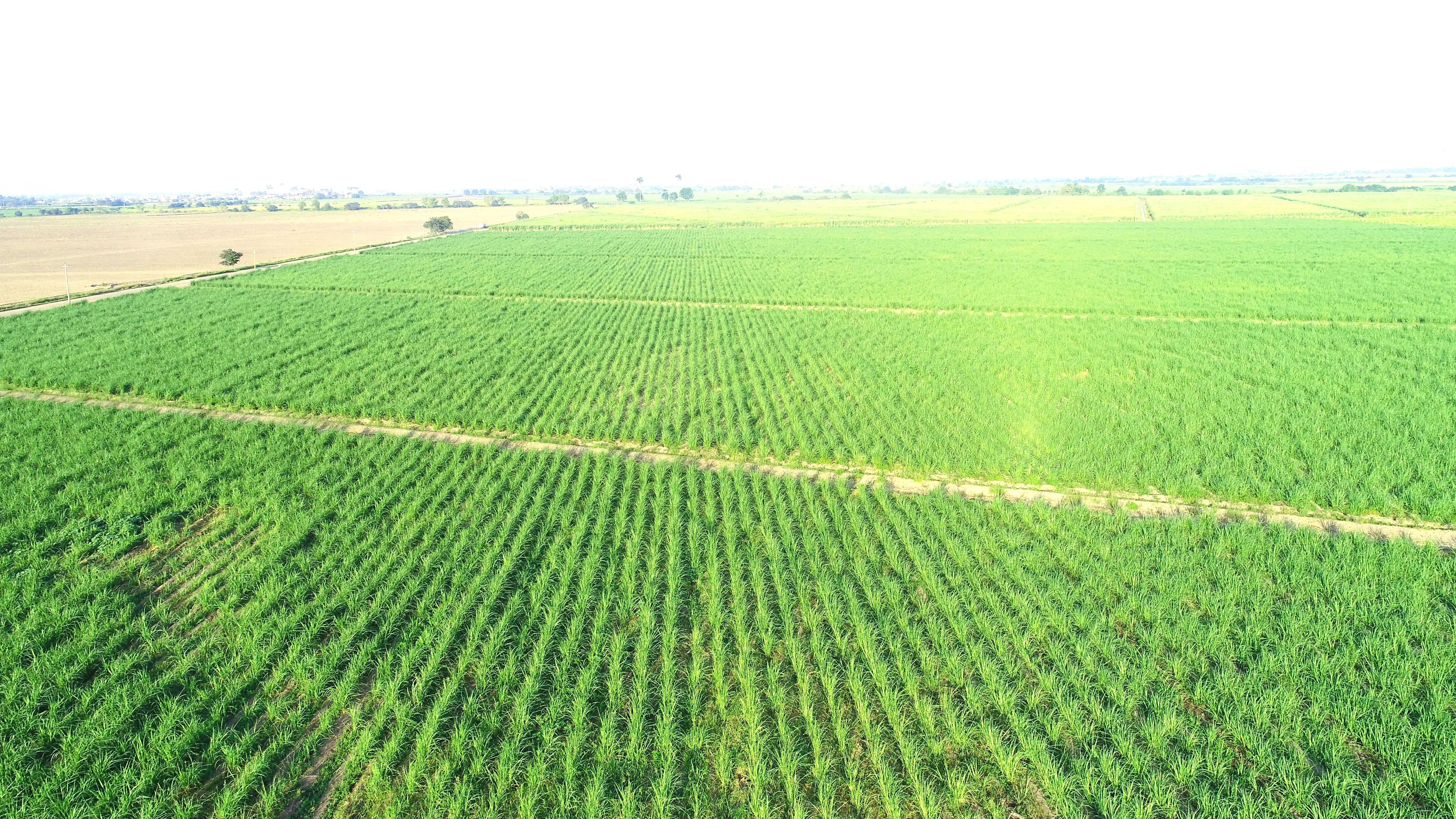 Consorcio Nor Azúcar - Reactivación de Agropucalá